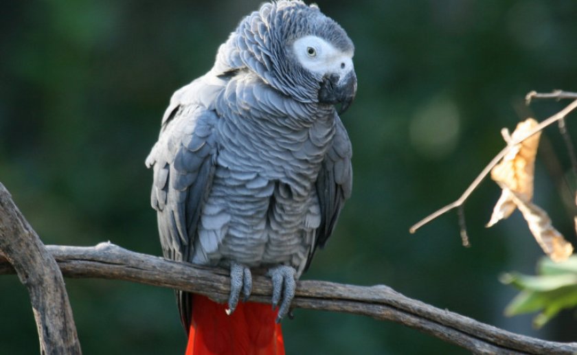 Жако краснохвостый