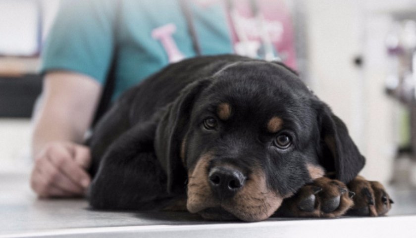 Болезни собаки