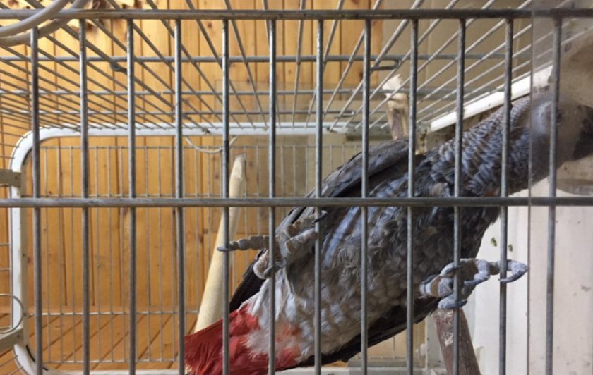 Жако краснохвостый