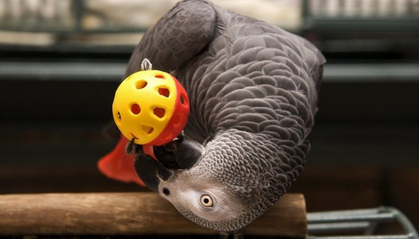 Жако краснохвостый Жако краснохвостый