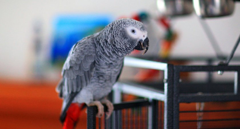 Жако краснохвостый