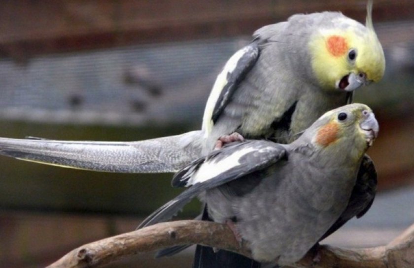 Попугаи дерутся Попугаи дерутся