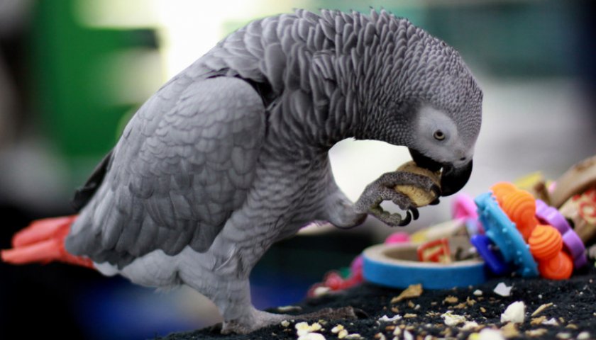 Жако краснохвостый ест