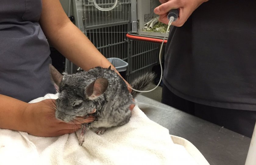 Лечение теплового удара у шиншиллы