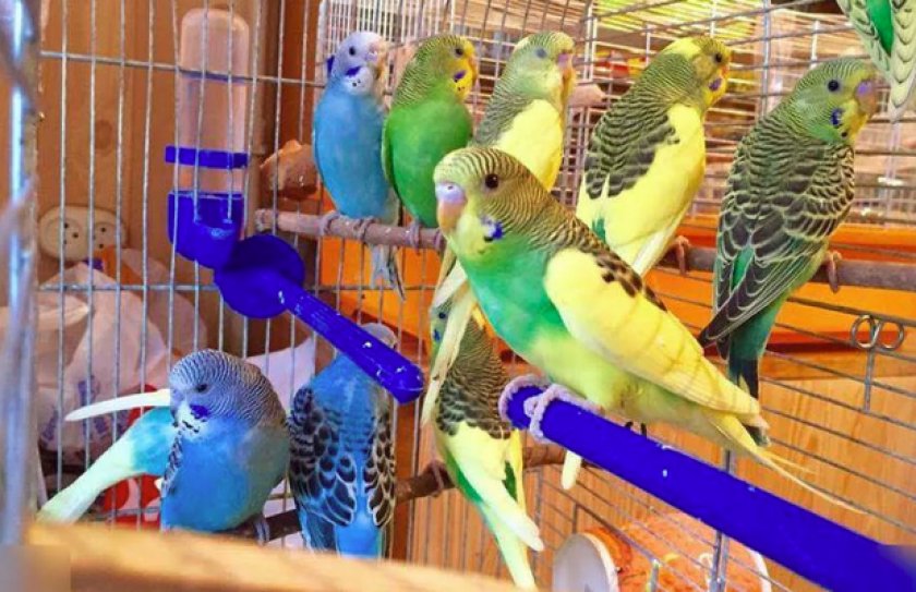 Попугаи в клетке Попугаи в клетке