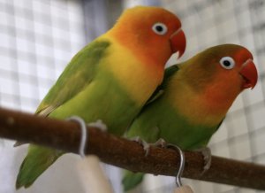 Попугаи неразлучники