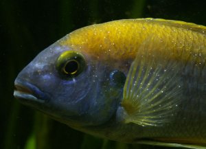 Ихтиофтириоз у рыб