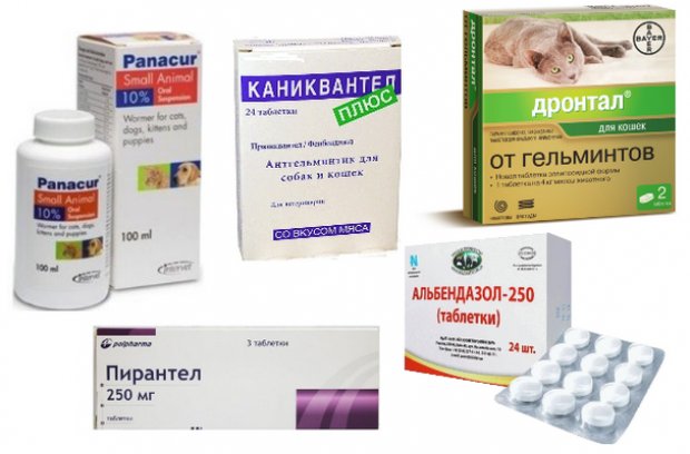 Медикаменты для лечения глистов Медикаменты для лечения глистов