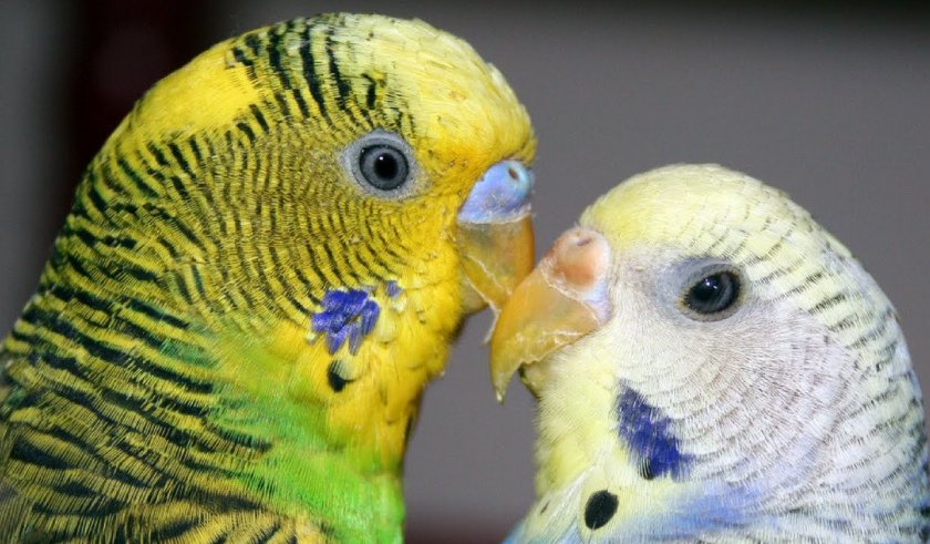 Как различить пол волнистых попугаев