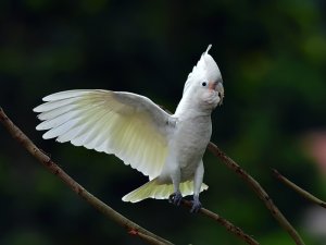 Какаду Гоффина Какаду Гоффина