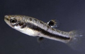 Рыбка формоза