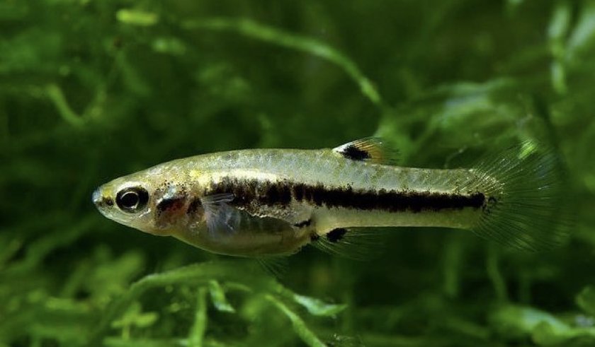 Рыбка формоза