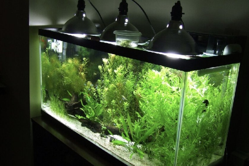 Освещение в аквариуме