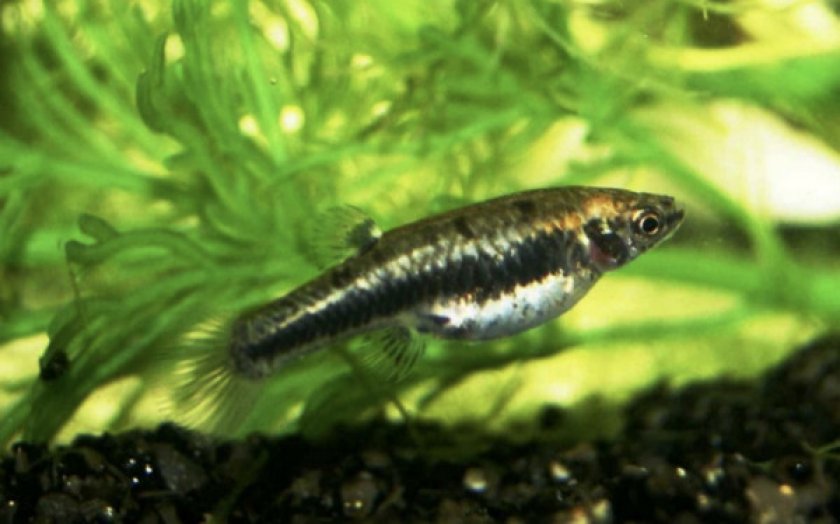 Рыбка формоза