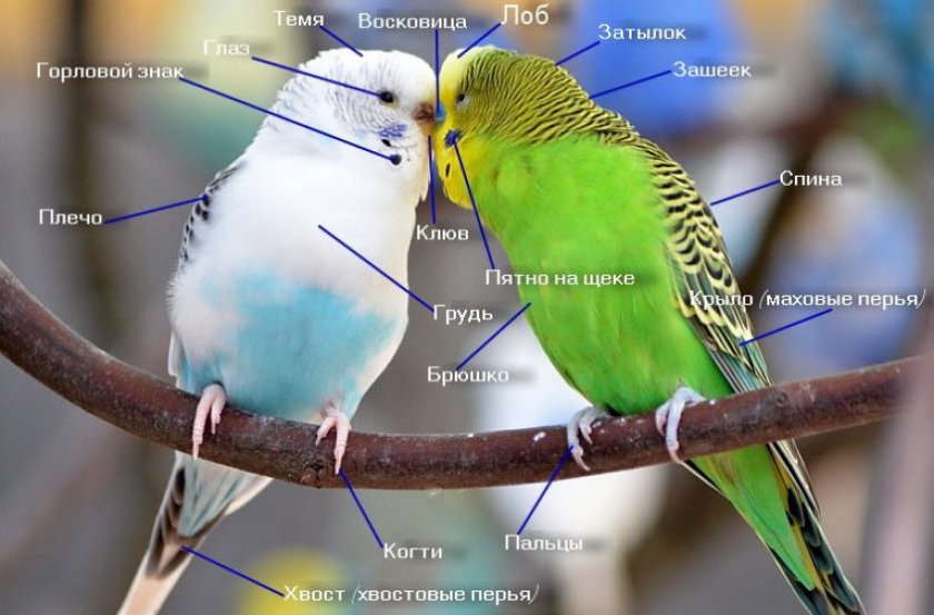 Анатомия волнистых попугаев