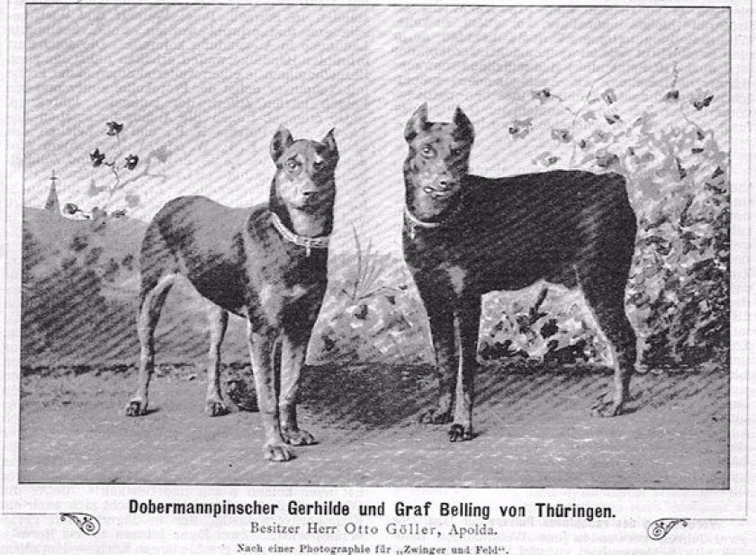 Доберман: историческое фото