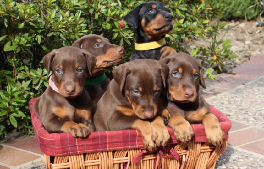Щенки добермана