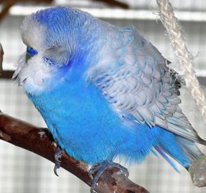 Попугай отравился Попугай отравился