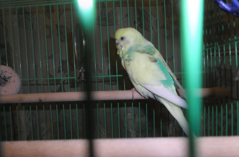 Попугай отравился Попугай отравился