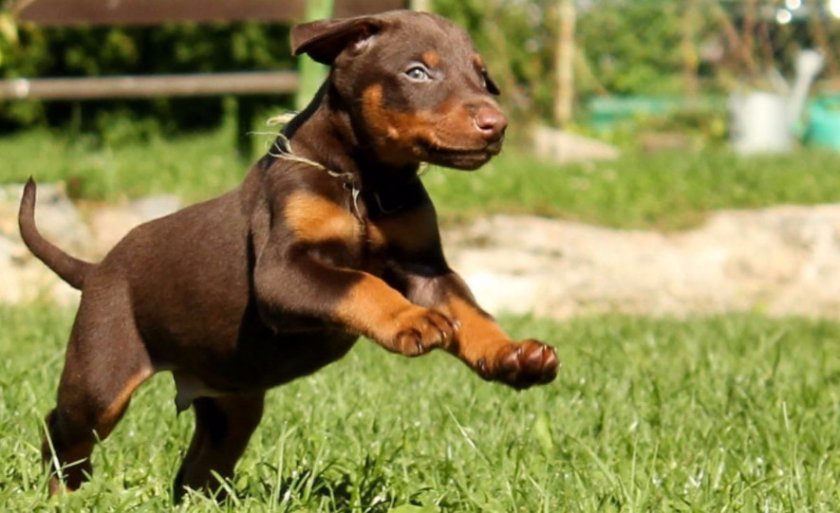 Щенок добермана