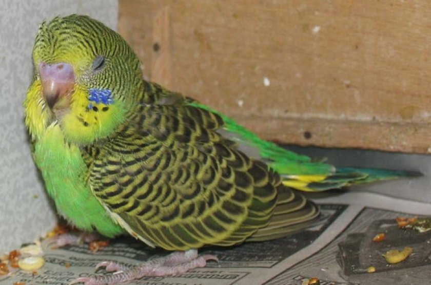 Отравление у попугая Отравление у попугая