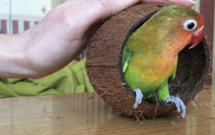 Попугай неразлучник