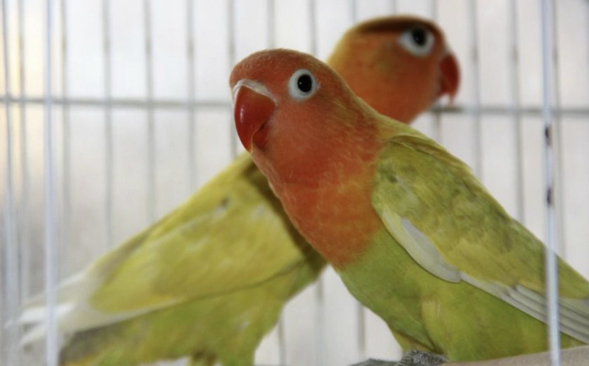 Попугаи неразлучники Фишера
