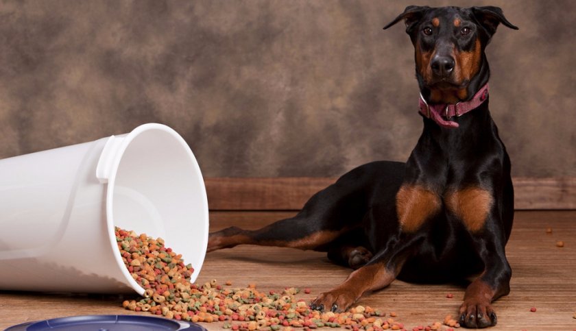 Корм для добермана