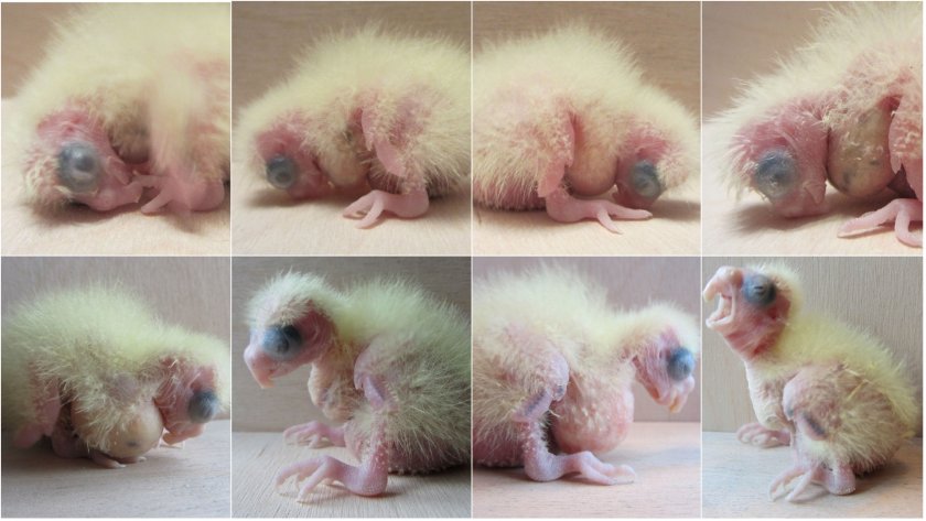 Птенец кореллы Птенец кореллы