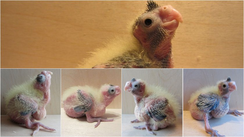 Птенец кореллы Птенец кореллы