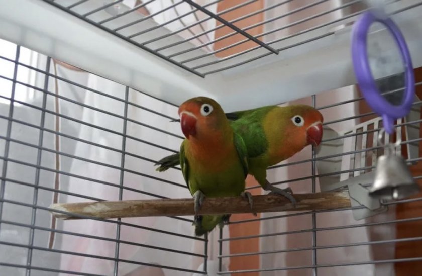 Неразлучники Фишера в клетке