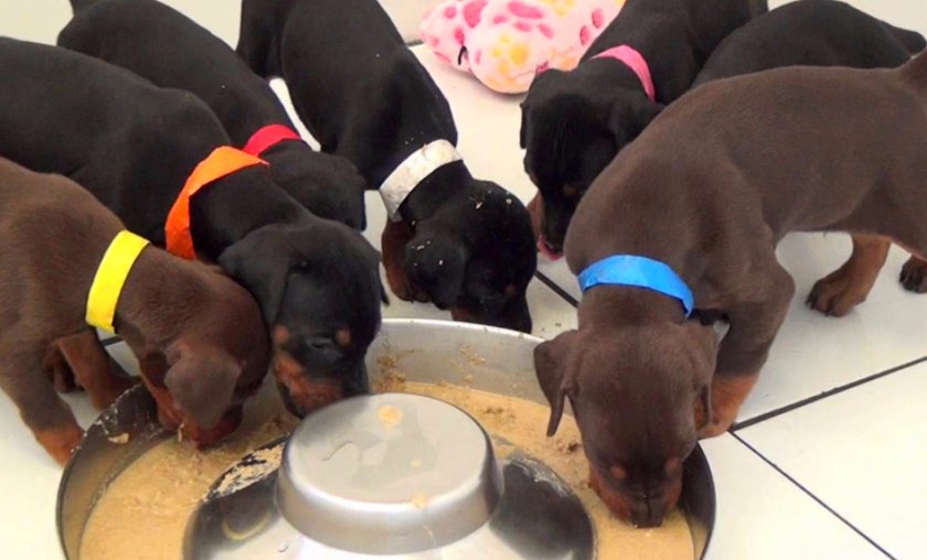 Кормление малышей