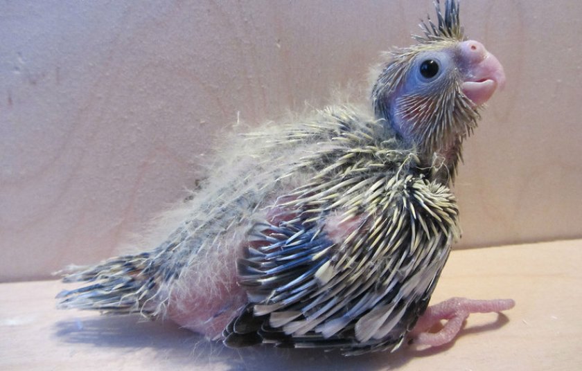 Птенец кореллы Птенец кореллы