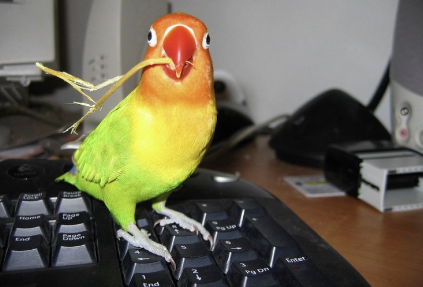 Попугай неразлучник