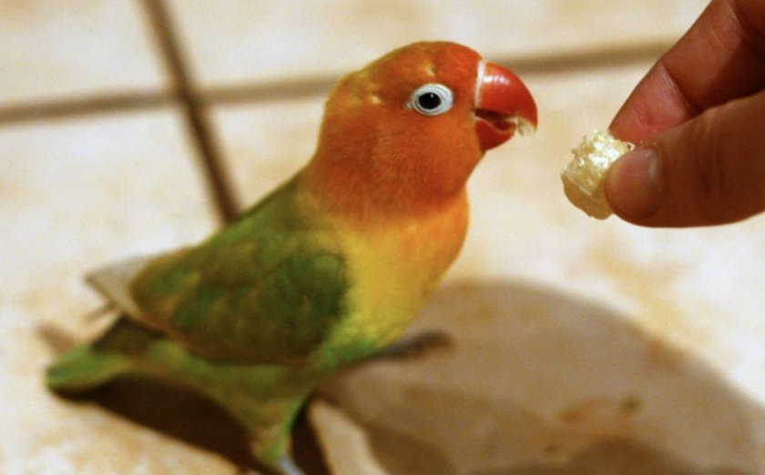 Питание попугаев неразлучников