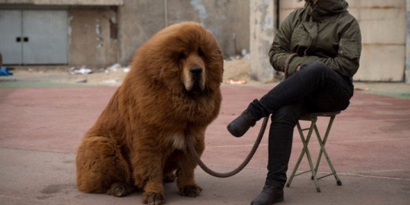 Тибетский мастиф