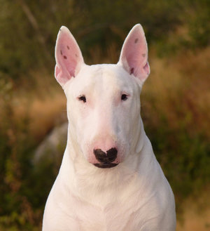 Бультерьер