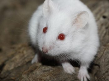 Хомяки-альбиносы
