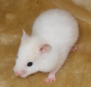 Хомяк-альбинос