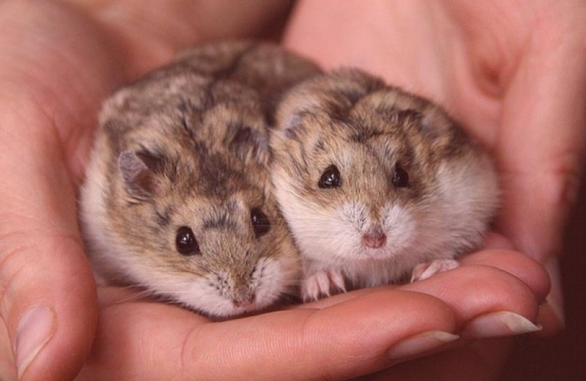 Прирученные хомячки