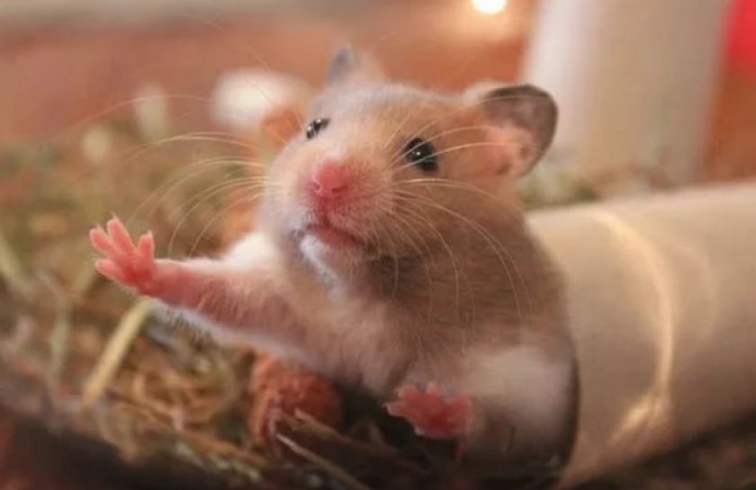 Дрессировка хомяка