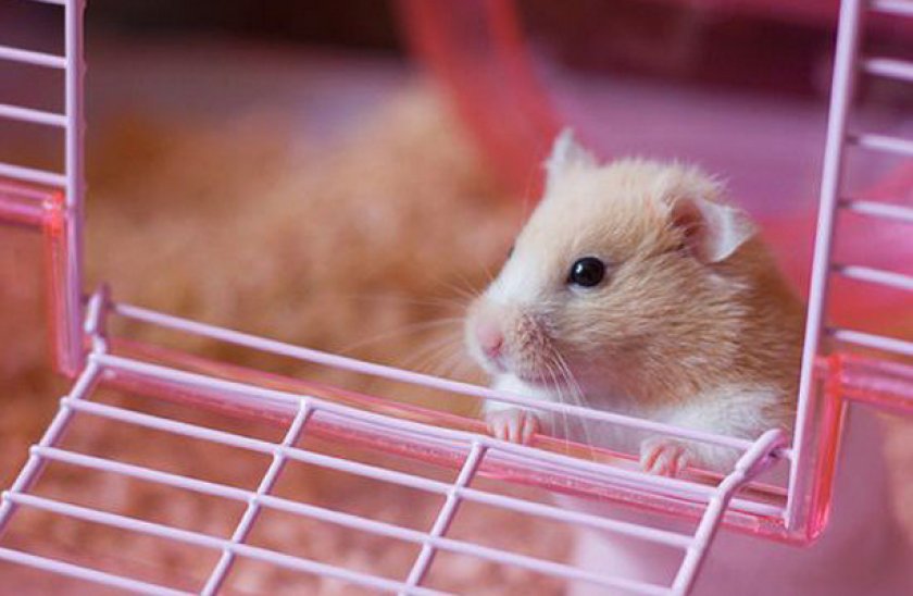 Выход хомяка из клетки