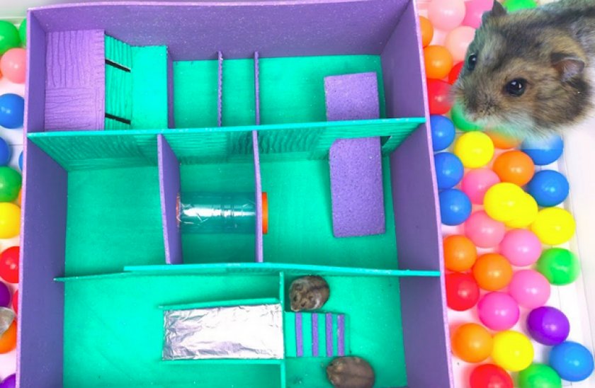 Полоса препятствий для хомяка