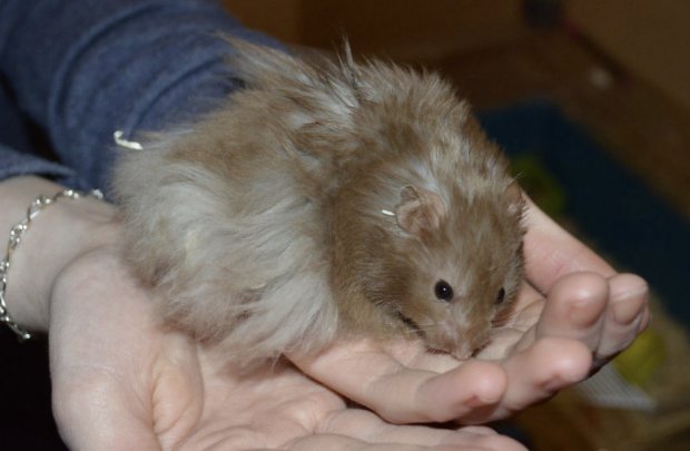 Королевский хомяк Королевский хомяк