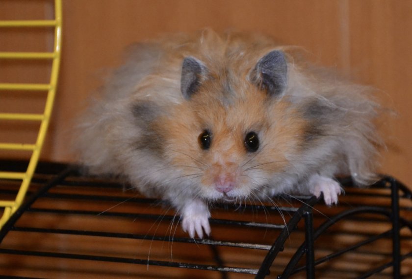 Королевский хомяк Королевский хомяк
