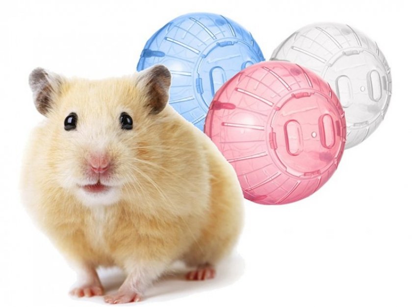 Прогулочный шар для хомяка