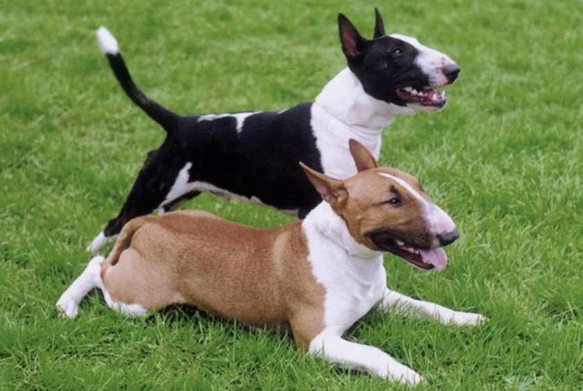 Бультерьер