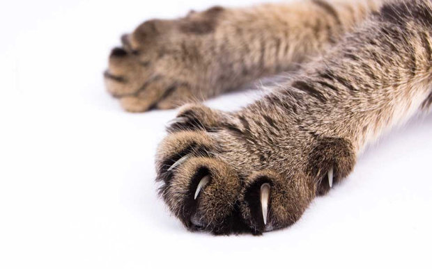 Кошачьи коготки Кошачьи коготки