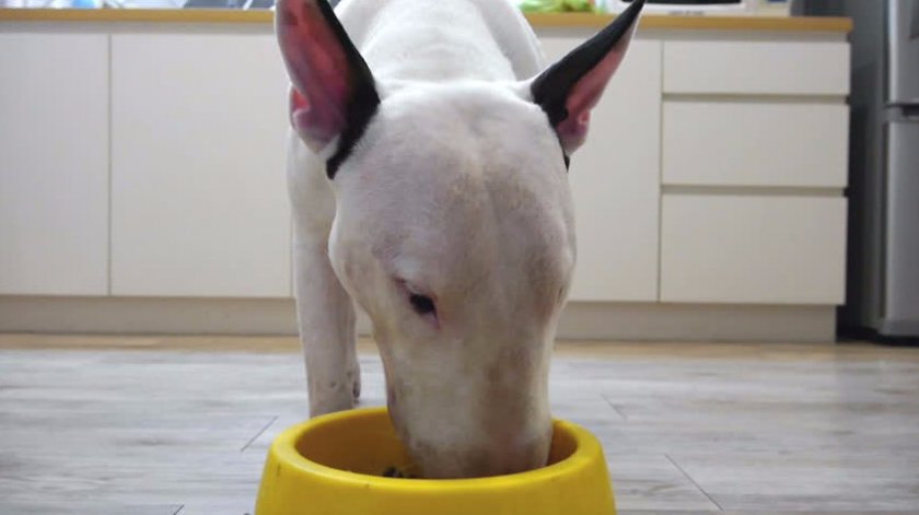 Бультерьер Бультерьер