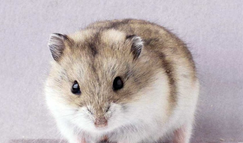 Хомяк Кэмпбелла